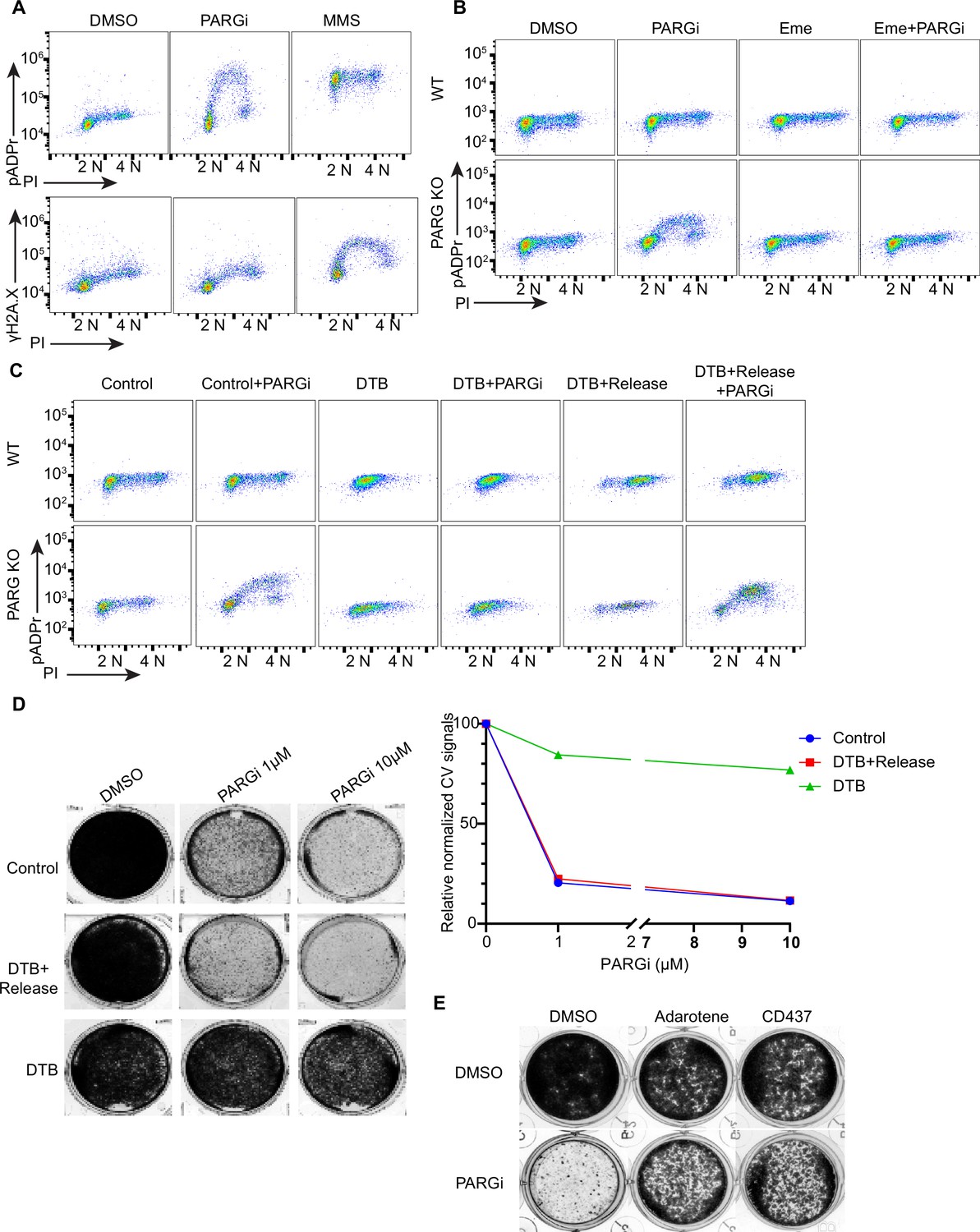 DePARylation is critical for S phase progression and cell survival Biology Diagrams