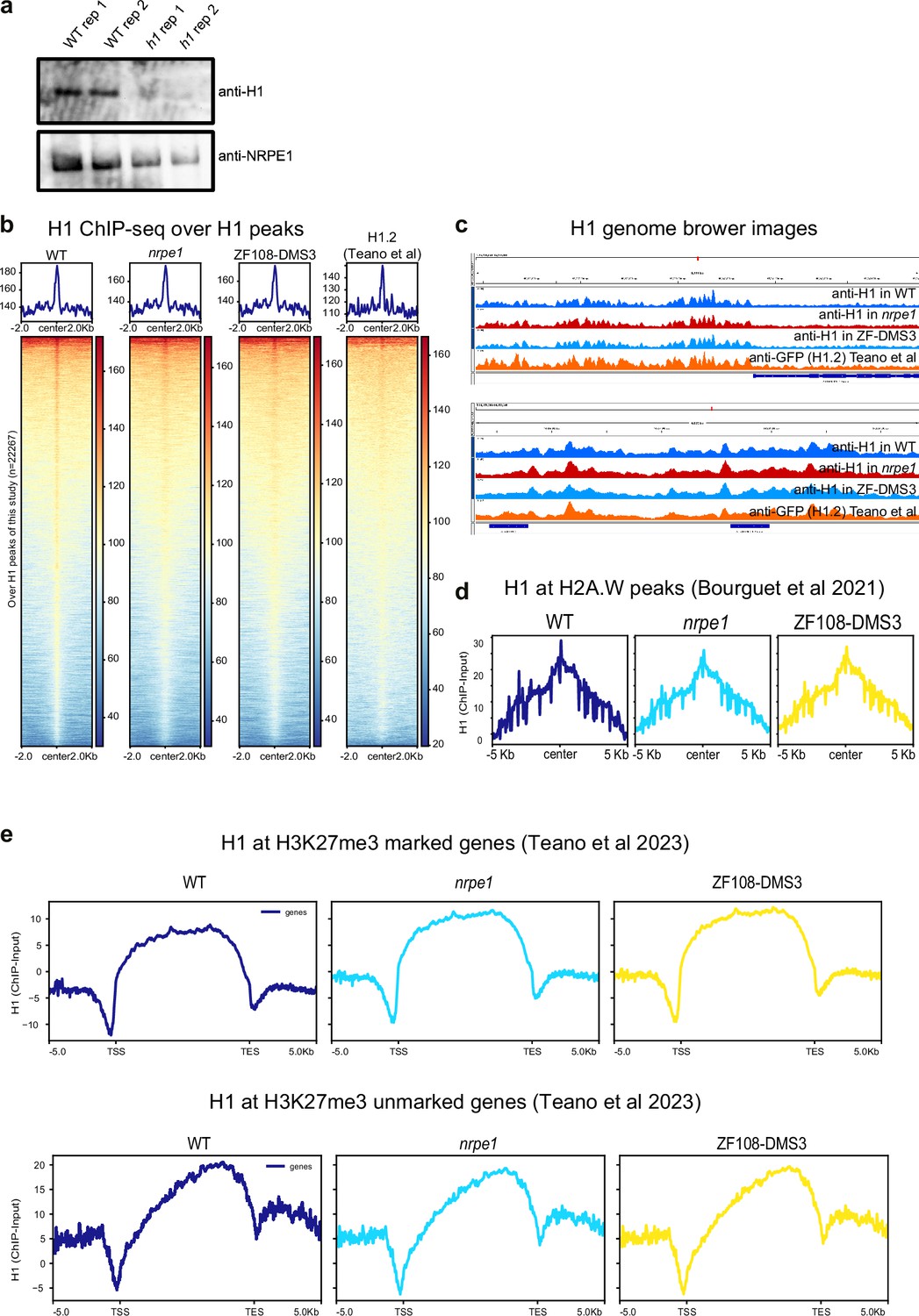 Figures And Data In H1 Restricts Euchromatin-associated Methylation ...