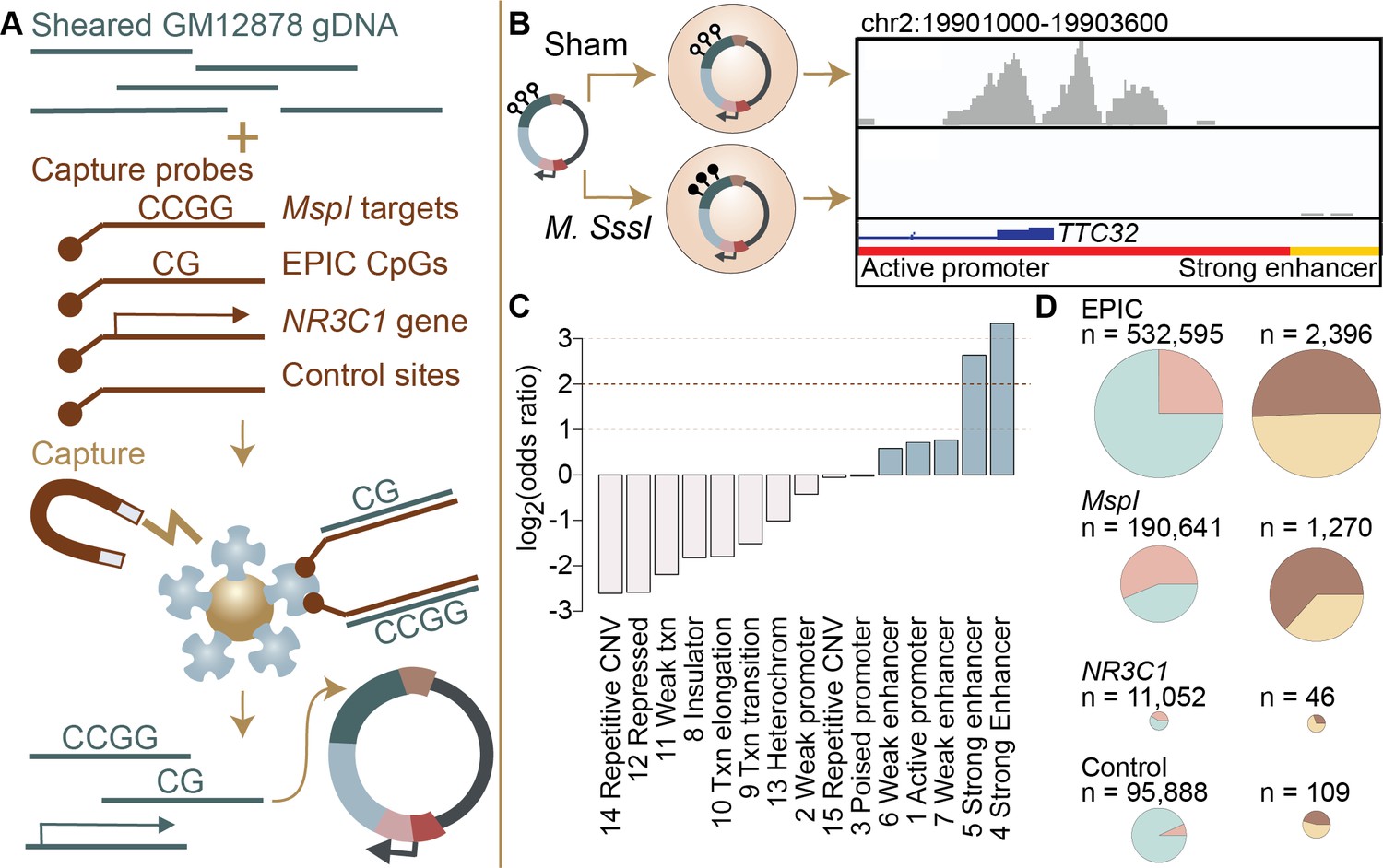 DNA methylationenvironment interactions in the human genome Biology Diagrams