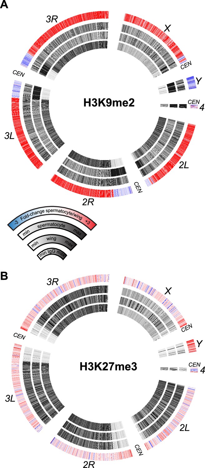 UBR2 mediates transcriptional silencing during spermatogenesis via histone  ubiquitination