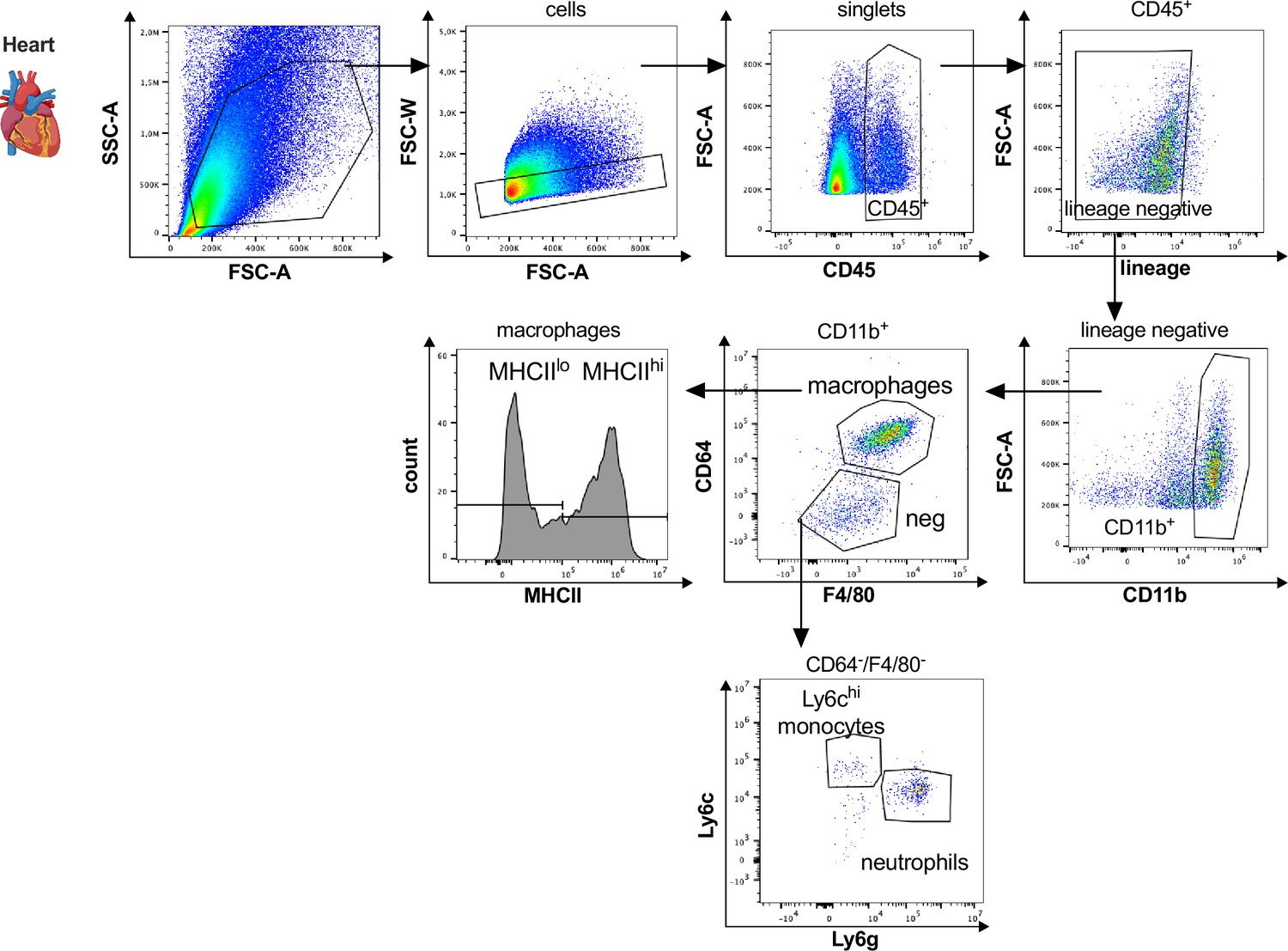 Figures and data in Resident and recruited macrophages differentially ...