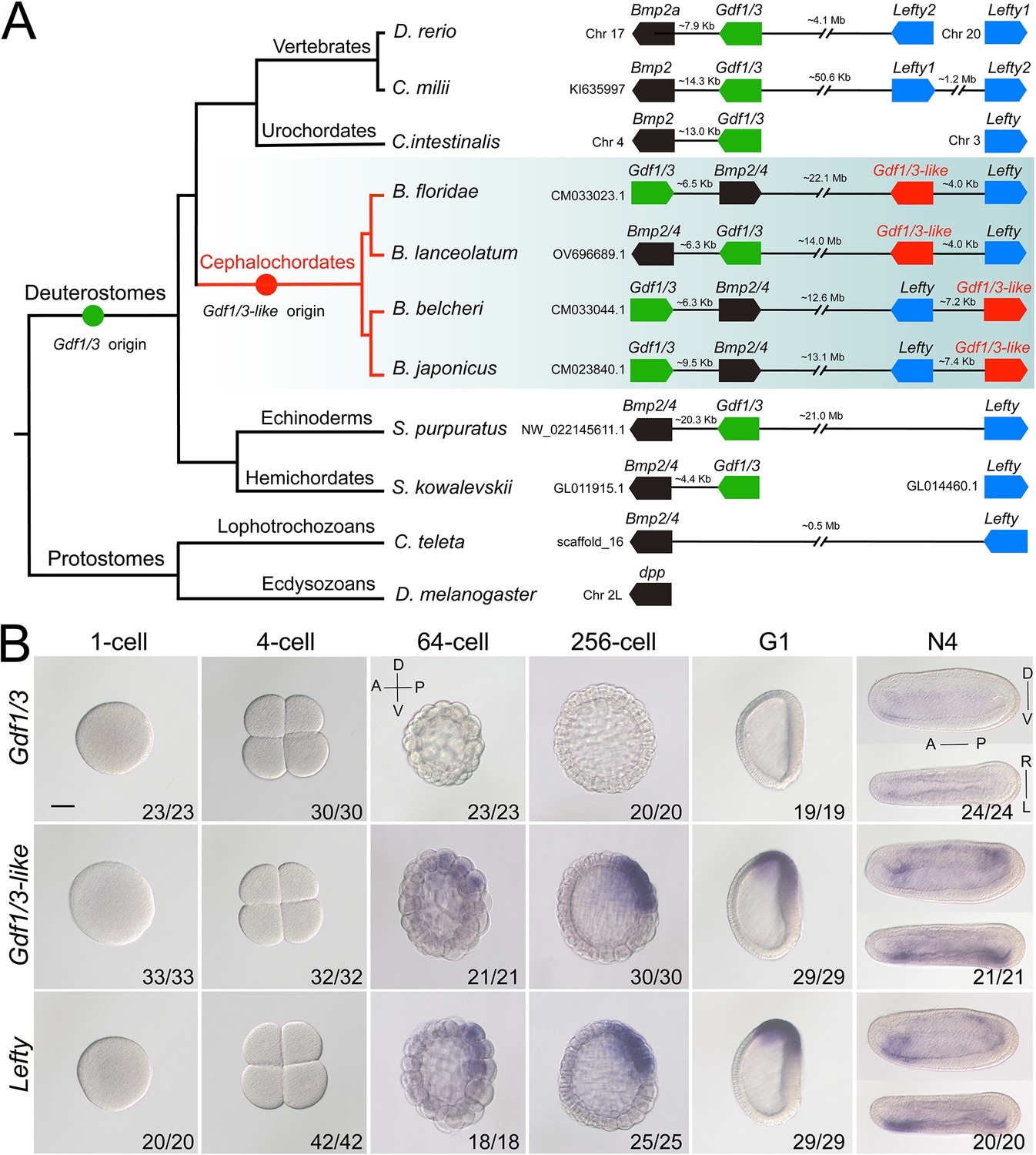 Evolution Of The Gene Regulatory Network Of Body Axis By Enhancer