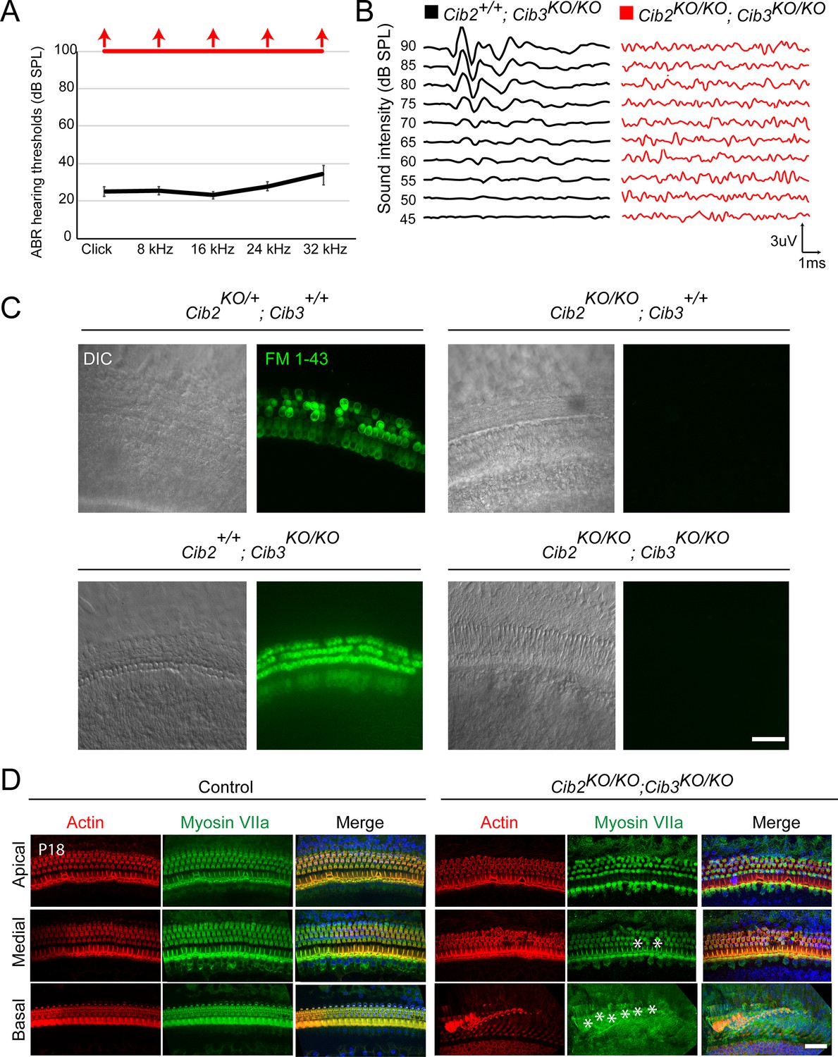 テレビ protein Genetic Encoding of Photocaged Cysteine Allows