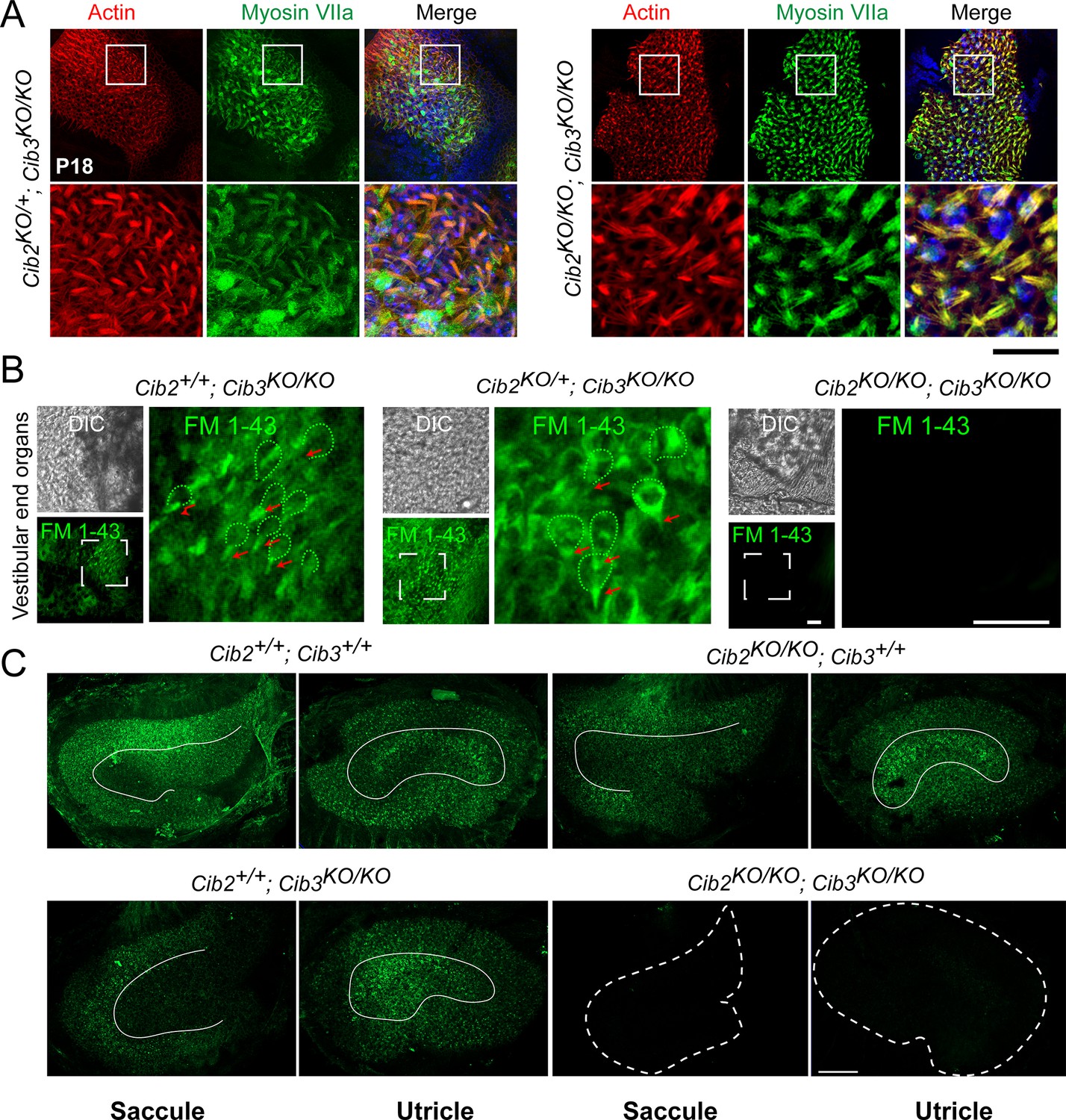Complexes of vertebrate TMC1/2 and CIB2/3 proteins form hair