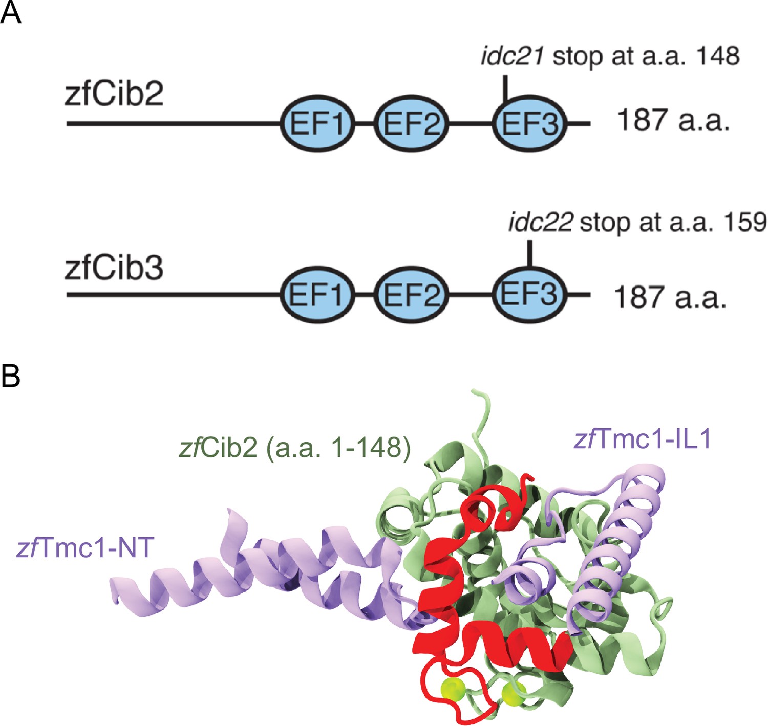 Complexes of vertebrate TMC1/2 and CIB2/3 proteins form hair