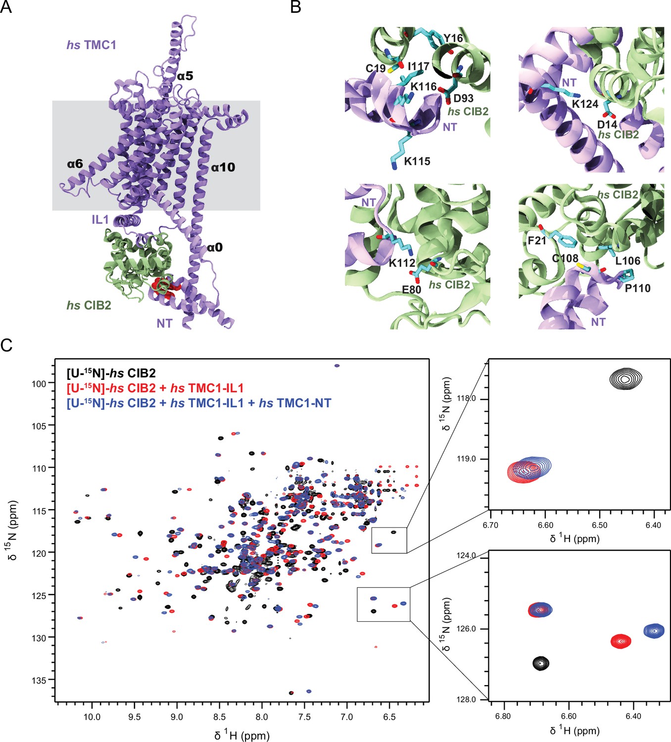 Complexes of vertebrate TMC1/2 and CIB2/3 proteins form hair
