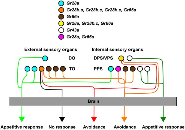 Opposing Chemosensory Functions Of Closely Related Gustatory Receptors ...