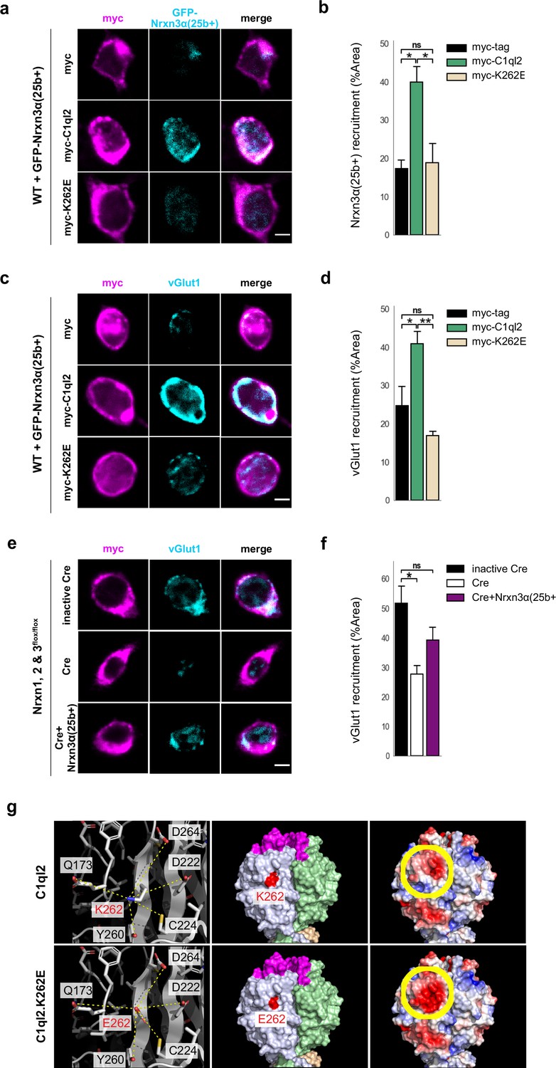 Regulation of hippocampal mossy fiber-CA3 synapse function by a Bcl11b ...