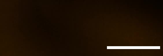 posterframe for video
