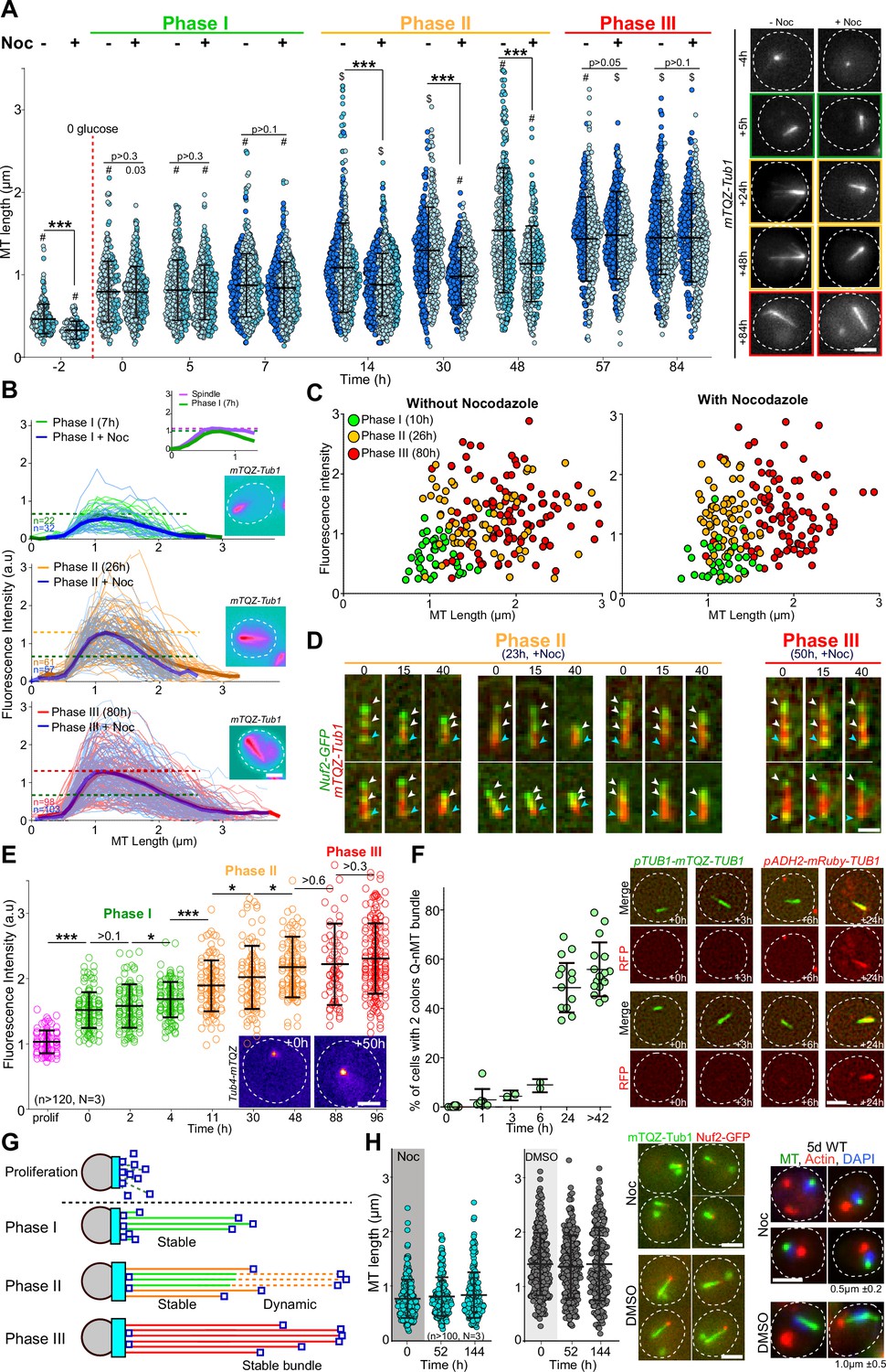 Figures and data in A stable microtubule bundle formed through an ...