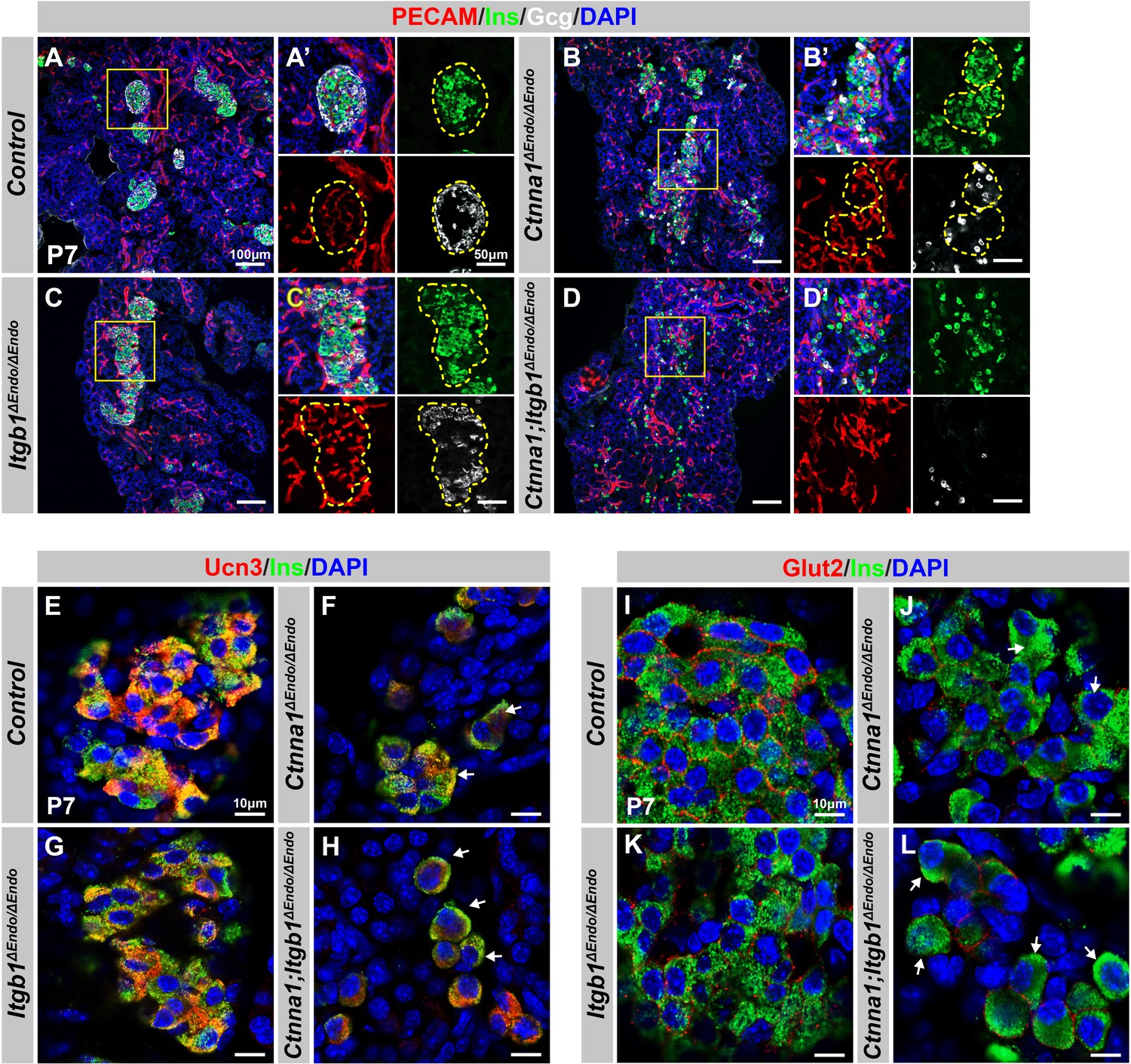 Coordination Between Ecm And Cell Cell Adhesion Regulates The Development Of Islet Aggregation