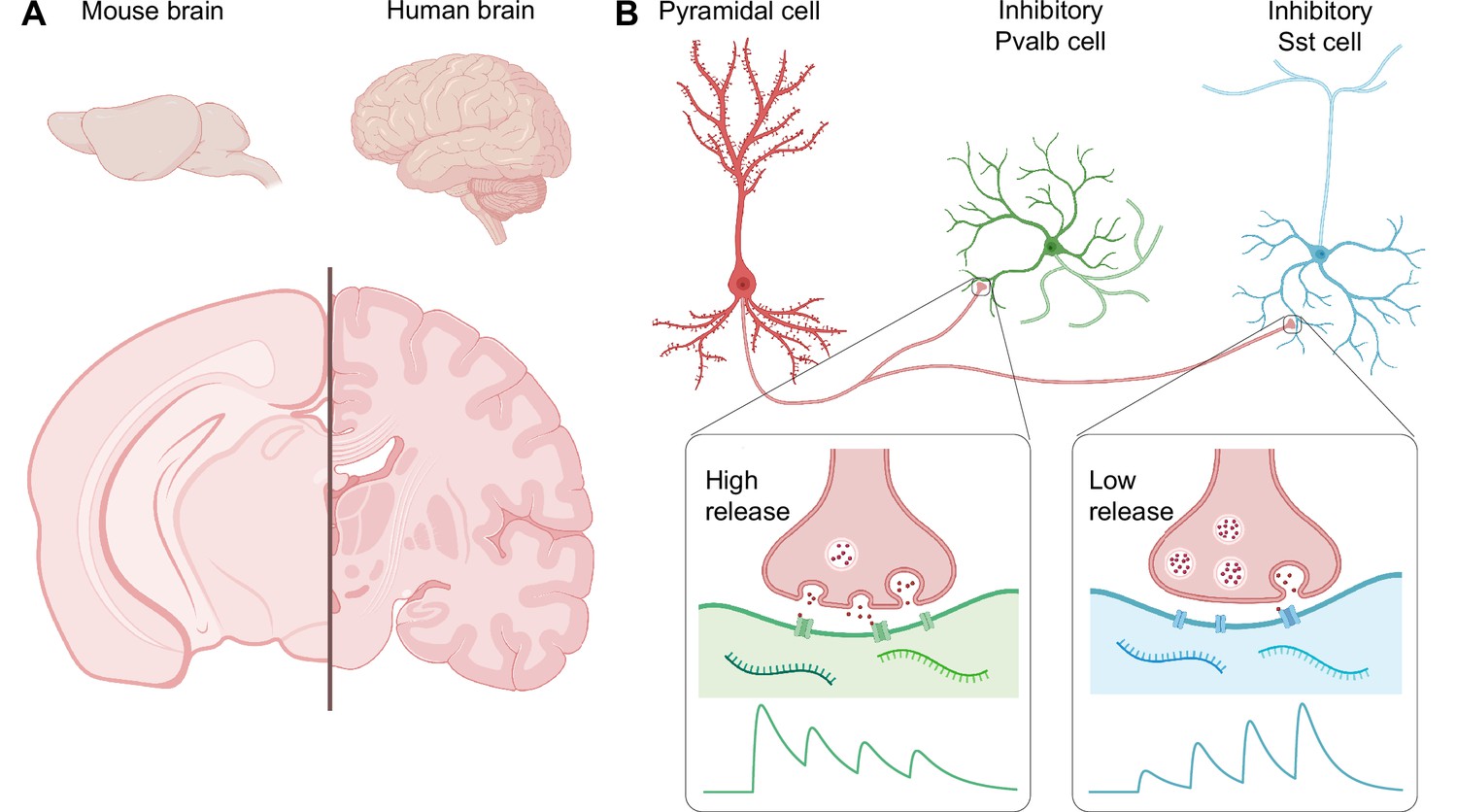 Neural Circuits: Comparing mouse and human brains