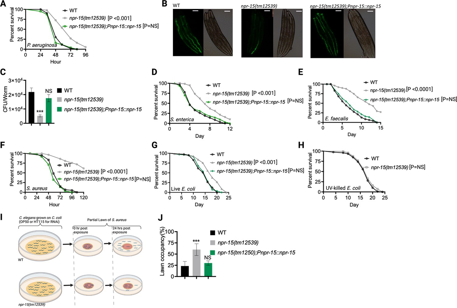 Neuronal NPR-15 modulates molecular and behavioral immune responses via ...