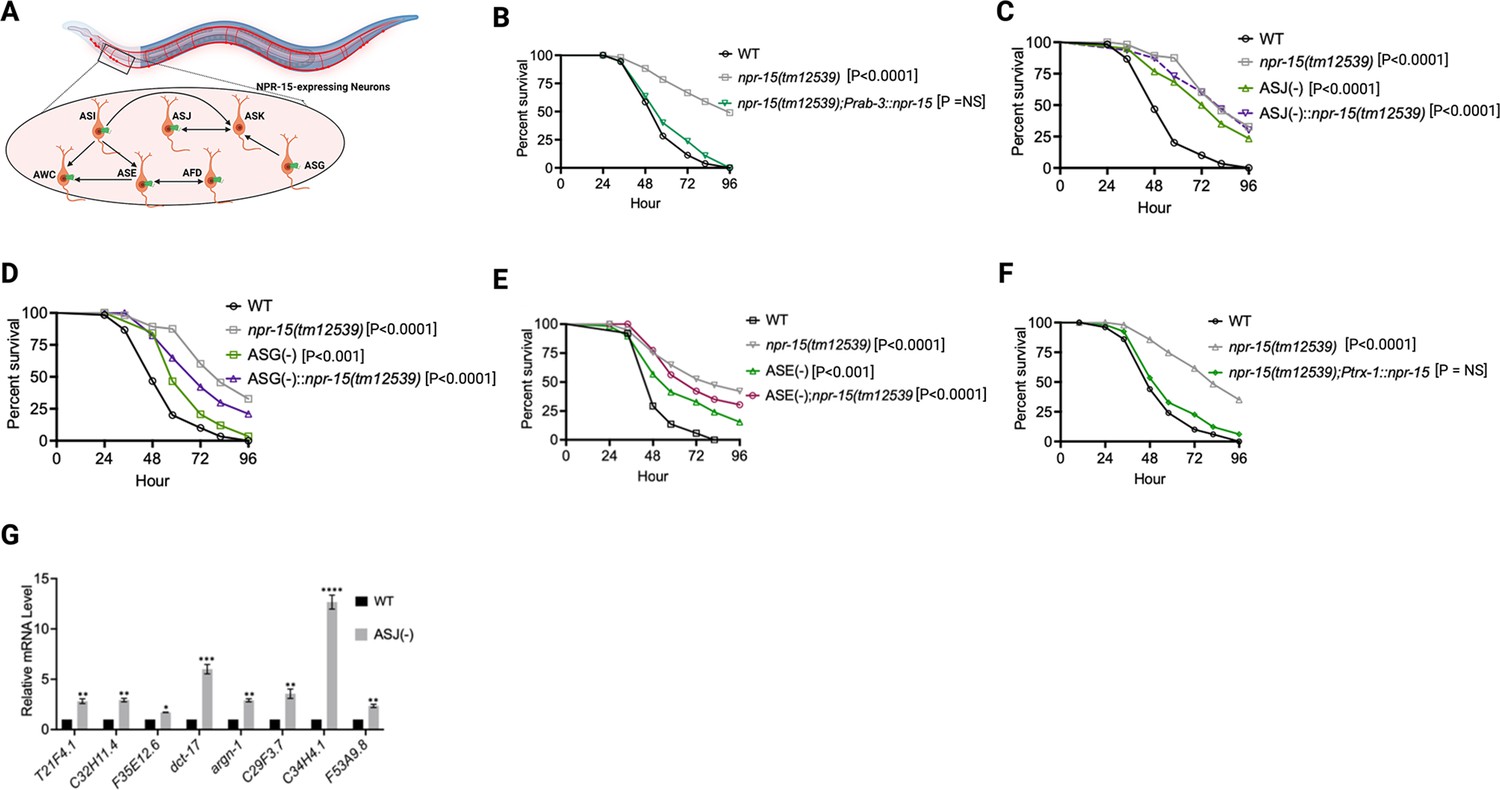 Neuronal NPR-15 modulates molecular and behavioral immune responses via ...