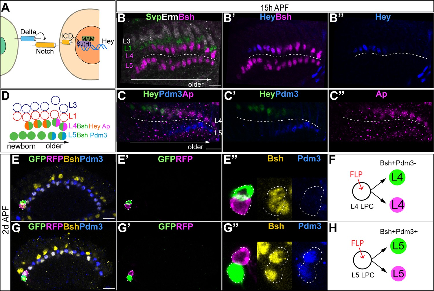 Notch Signaling And Bsh Homeodomain Activity Are Integrated To ...