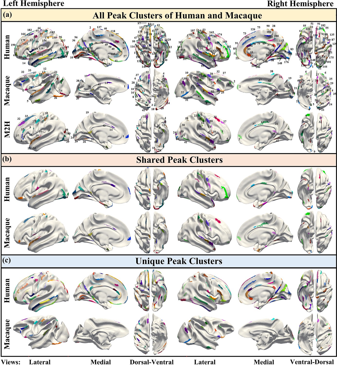 Species -shared and -unique gyral peaks on human and macaque