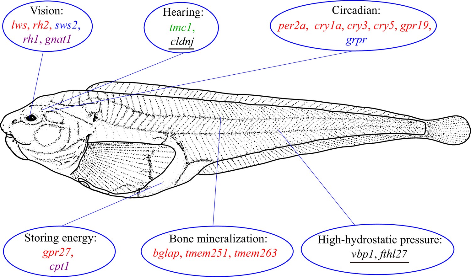 Deep sea snailfish has soft bones and open skull to cope with crushing  pressure, study finds, The Independent