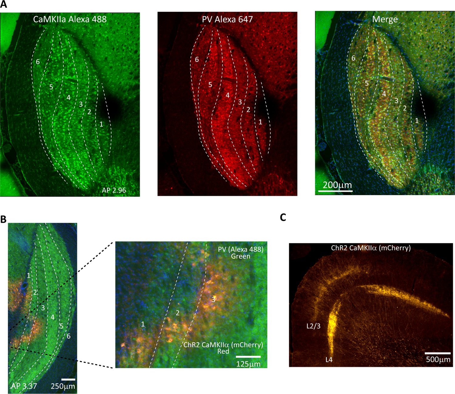 Optogenetic activation of visual thalamus generates artificial