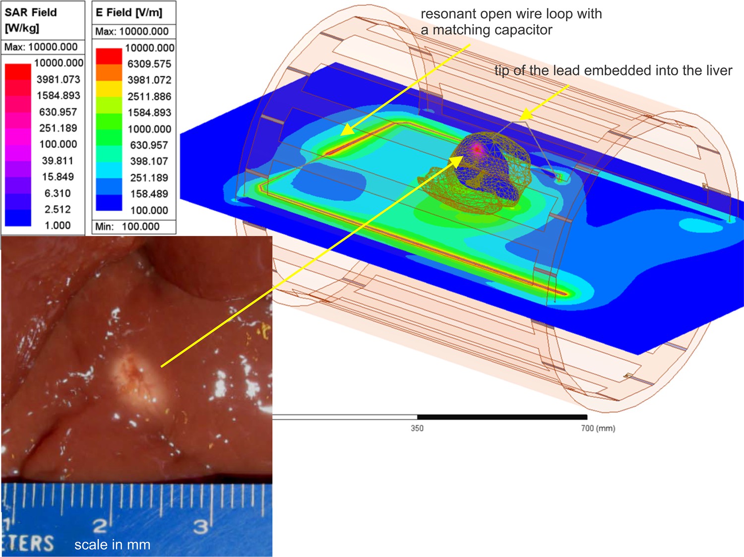 An In Silico Testbed For Fast And Accurate MR Labeling Of Orthopedic an-in-silico-testbed-for-fast-and-accurate-mr-labeling-of-orthopedic