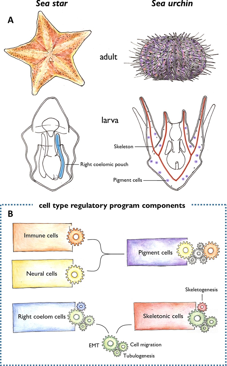 Evolution: Tracing the history of cell types | eLife