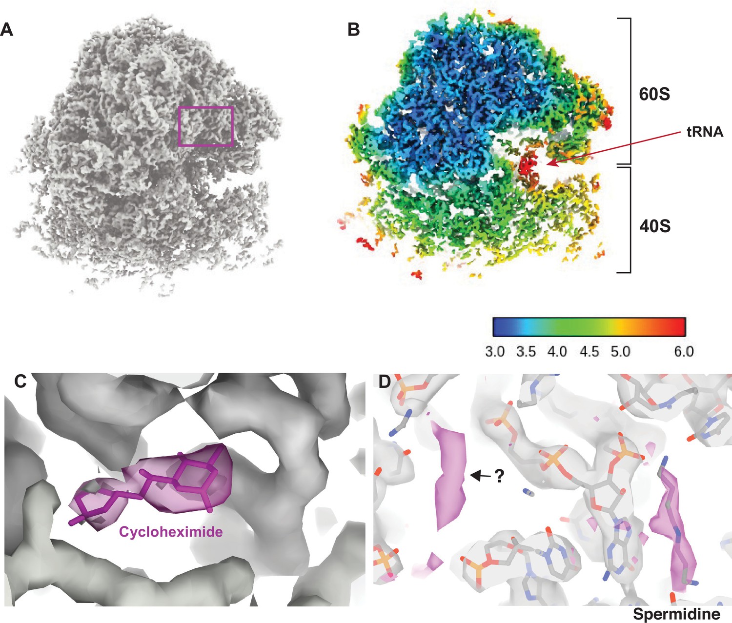 Figures And Data In Baited Reconstruction With 2D Template Matching For figures-and-data-in-baited-reconstruction-with-2d-template-matching-for