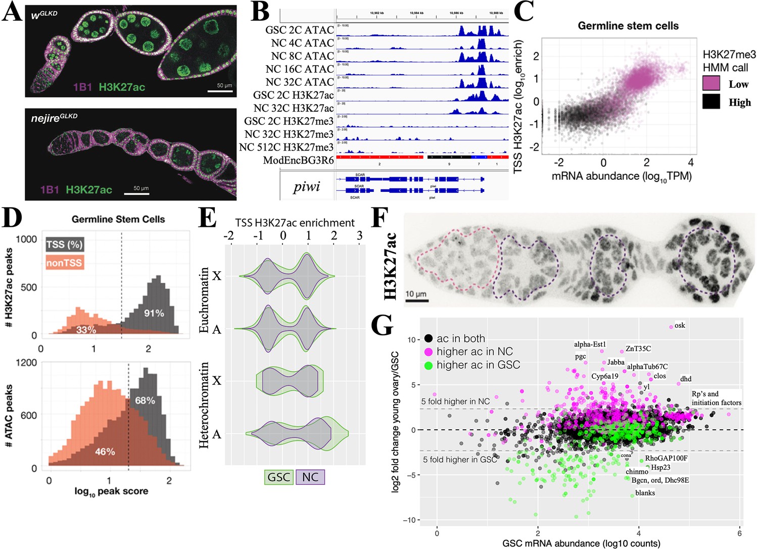 Chromatin And Gene Expression Changes During Female Drosophila Germline ...