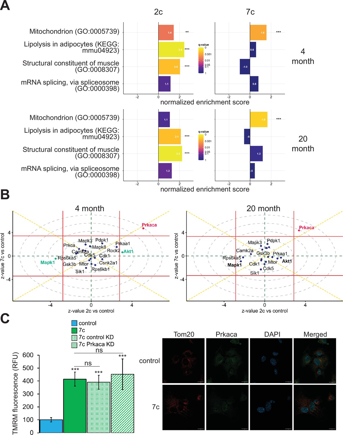 Multi-omics characterization of partial chemical reprogramming reveals ...