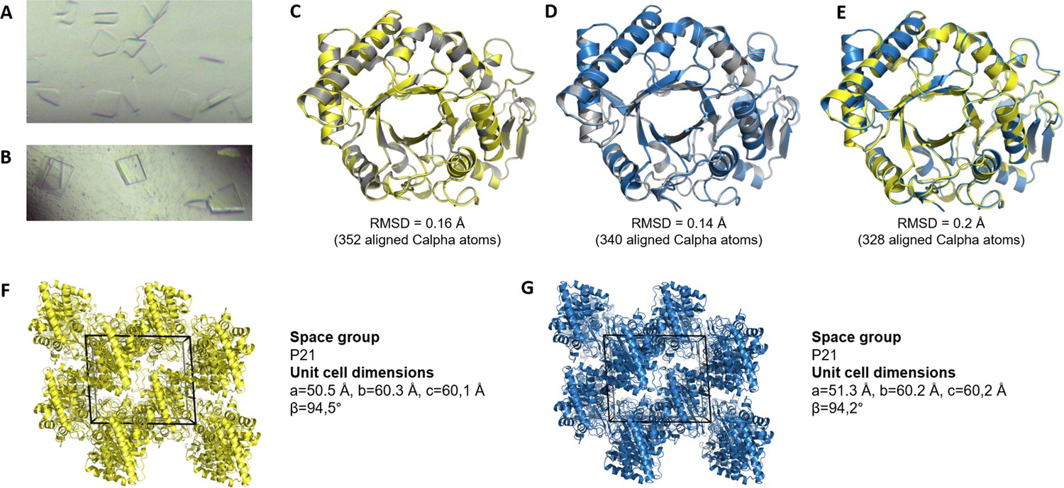 Ym1 Protein Crystals Promote Type 2 Immunity Elife 9878