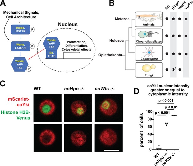 The Hippo kinase cascade regulates a contractile cell behavior and cell ...