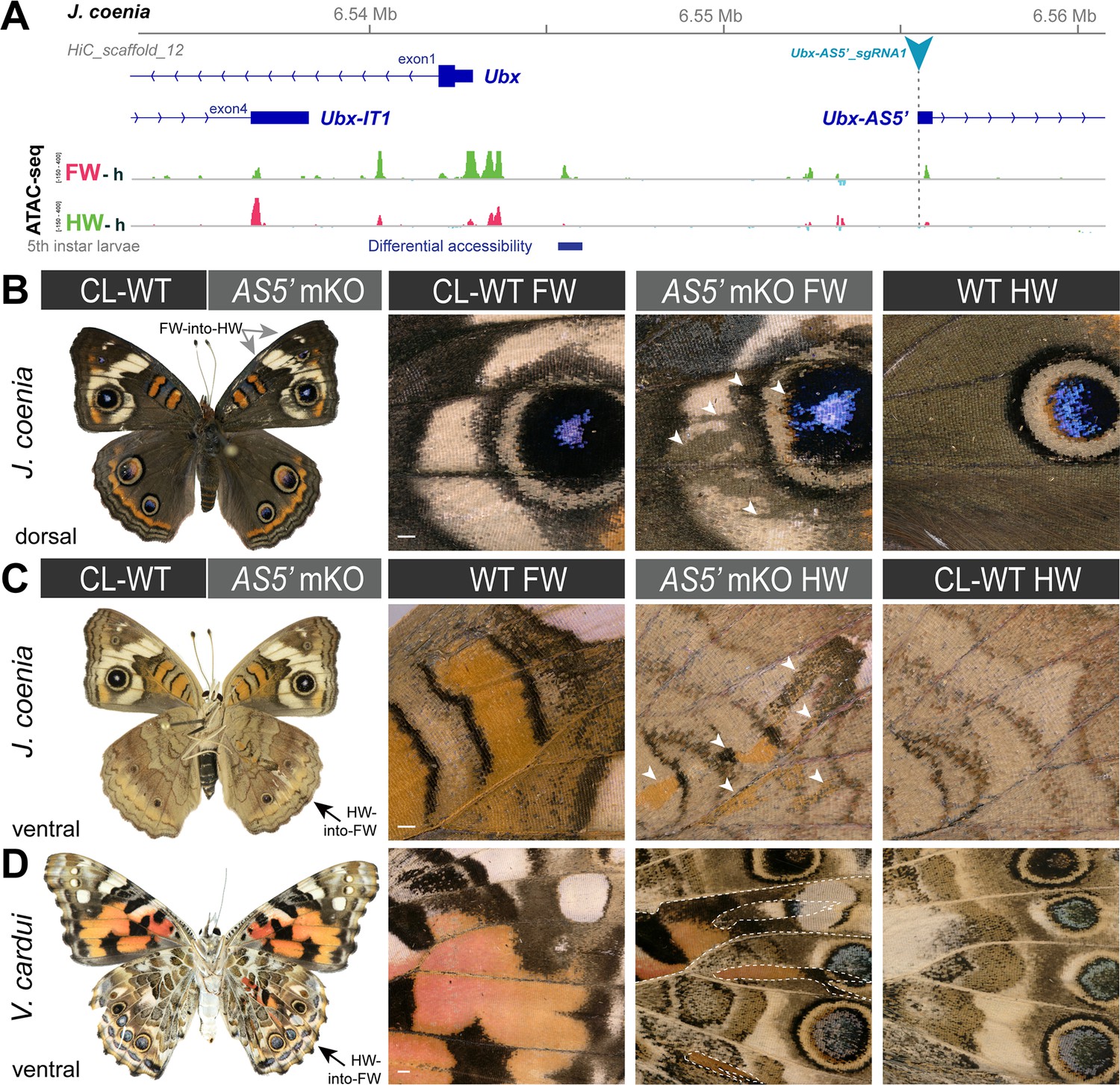 Cis-regulatory Modes Of Ultrabithorax Inactivation In Butterfly ...