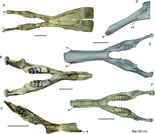 Figures and data in The trunk replaces the longer mandible as the main ...