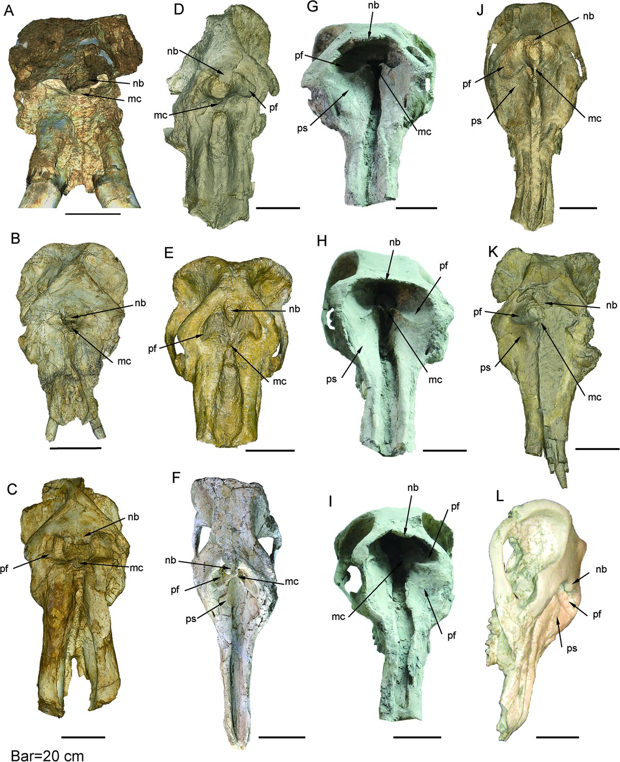 Figures and data in The trunk replaces the longer mandible as the main ...