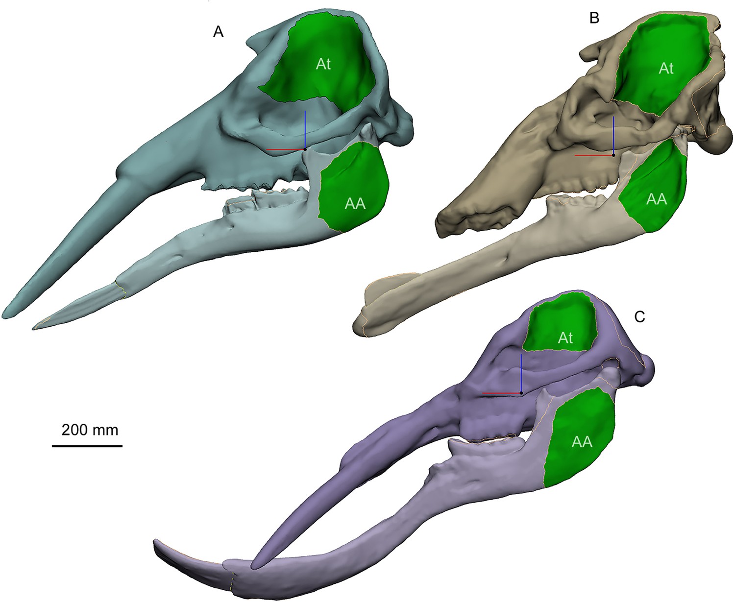 Figures and data in The trunk replaces the longer mandible as the main ...