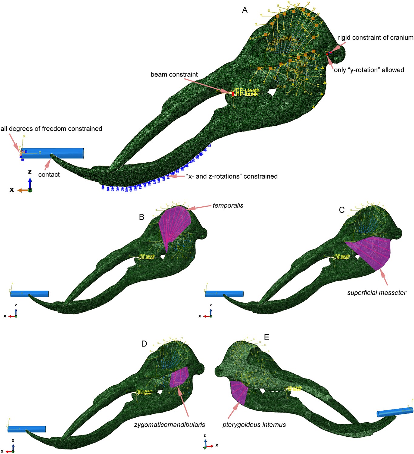 Figures and data in The trunk replaces the longer mandible as the main ...