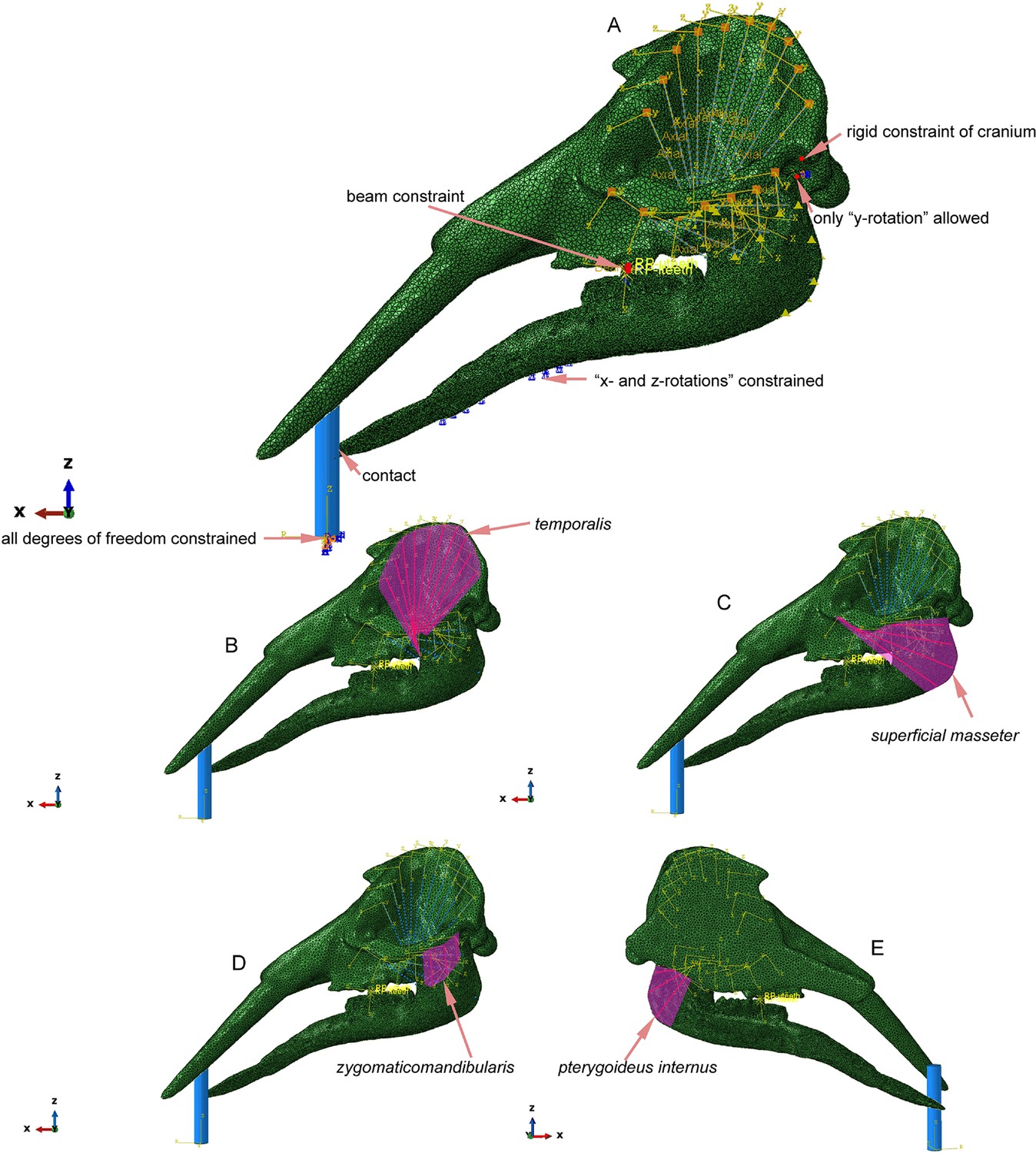 Figures and data in The trunk replaces the longer mandible as the main ...