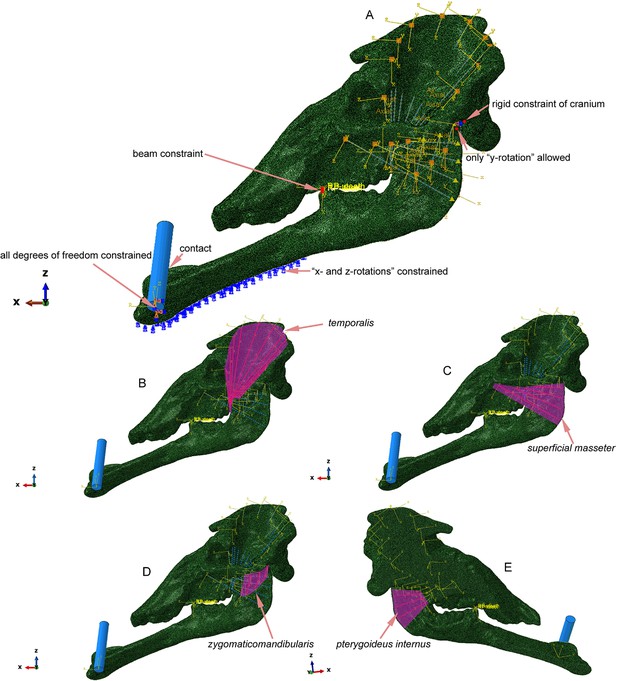 Figures and data in The trunk replaces the longer mandible as the main ...