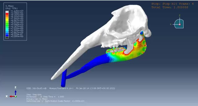 The trunk replaces the longer mandible as the main feeding The trunk replaces the longer mandible as the main feeding