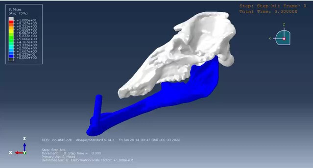 Figures and data in The trunk replaces the longer mandible as the main ...