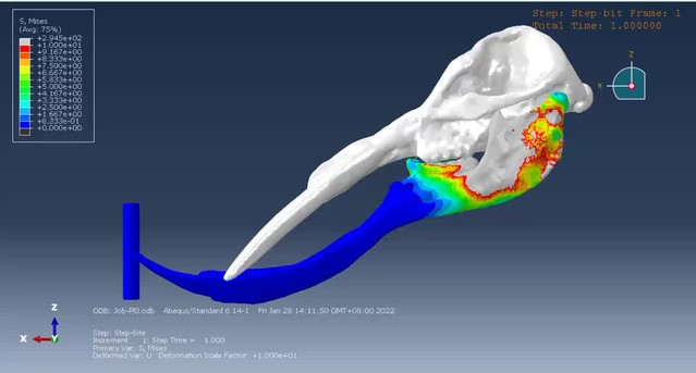 The trunk replaces the longer mandible as the main feeding organ in ...