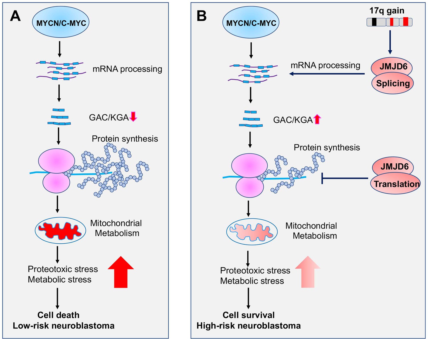 Metabolic reprogramming of cancer cells by JMJD6-mediated pre-mRNA 