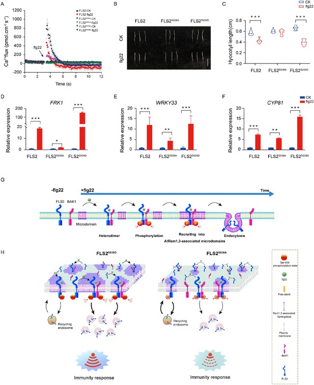 Single-molecule analysis reveals the phosphorylation of FLS2 governs ...