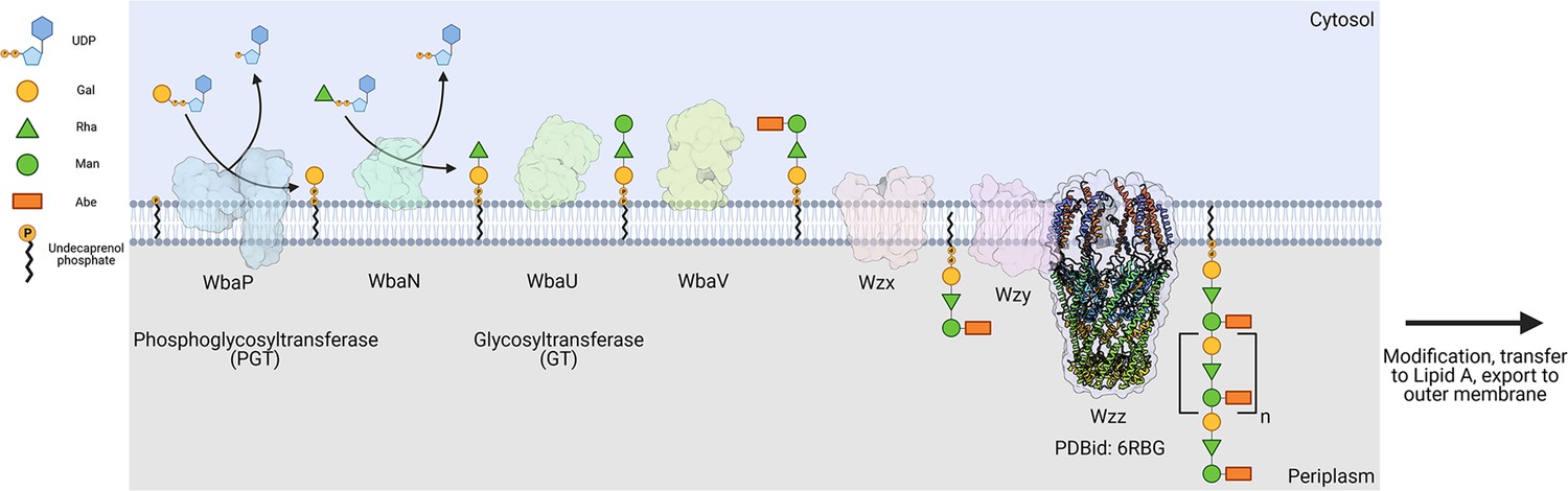 Mapping the architecture of the initiating phosphoglycosyl