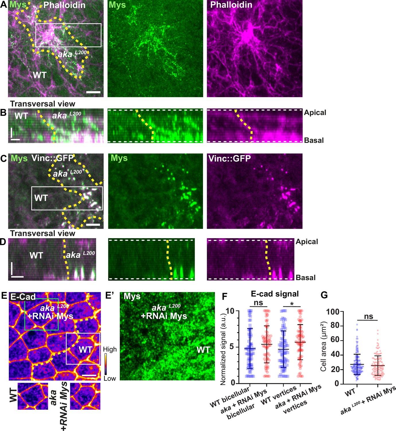 ESCRT-III-dependent adhesive and mechanical changes are triggered by a ...