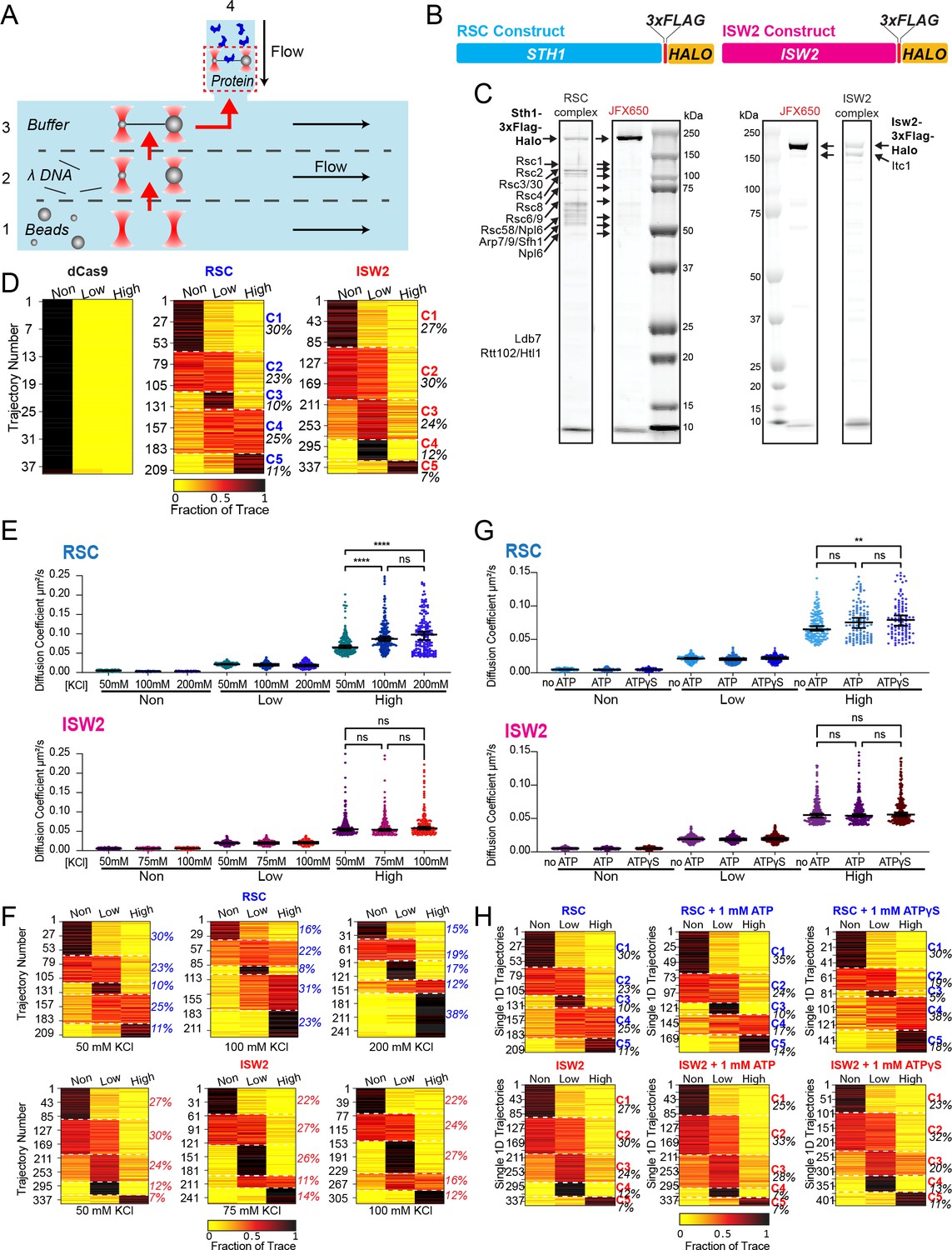 Dynamic 1D search and processive nucleosome translocations