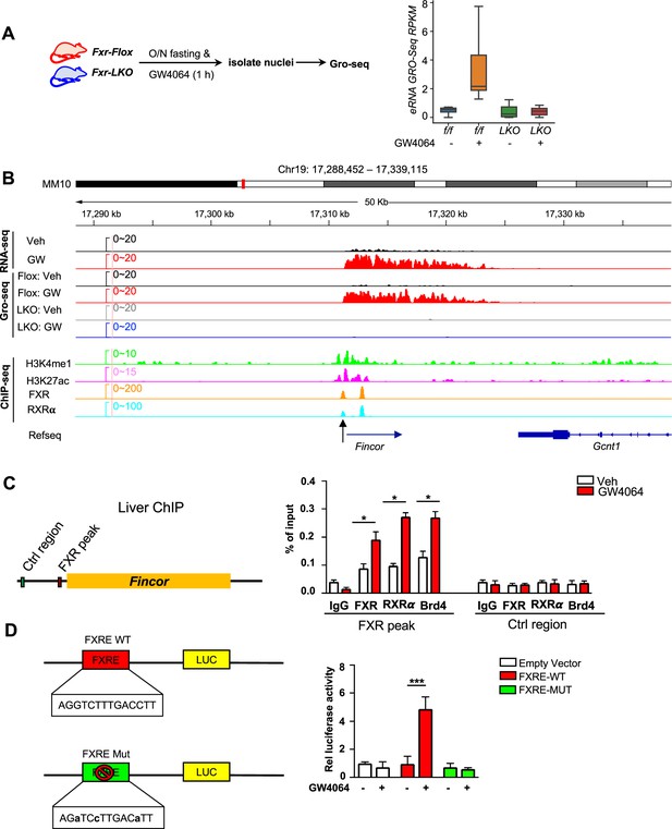 Hammerhead-type FXR agonists induce an enhancer RNA Fincor that ...