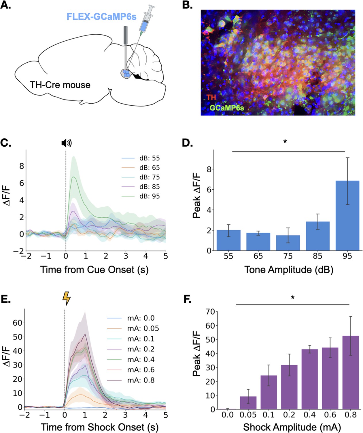 Phasic locus coeruleus activity enhances trace fear conditioning by ...