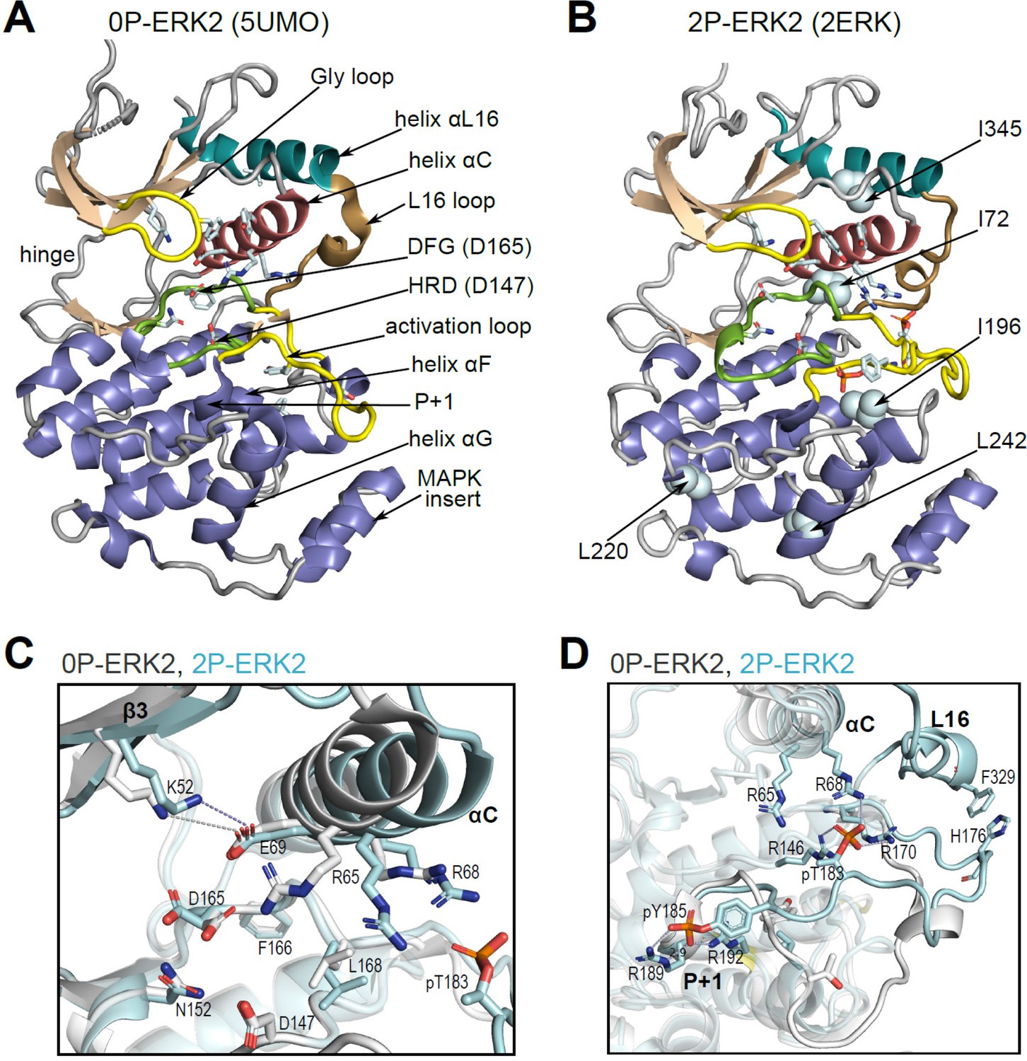 Figures and data in Conformation selection by ATP-competitive ...