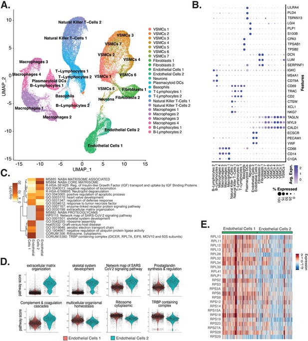 Single-cell ‘omic profiles of human aortic endothelial cells in vitro ...