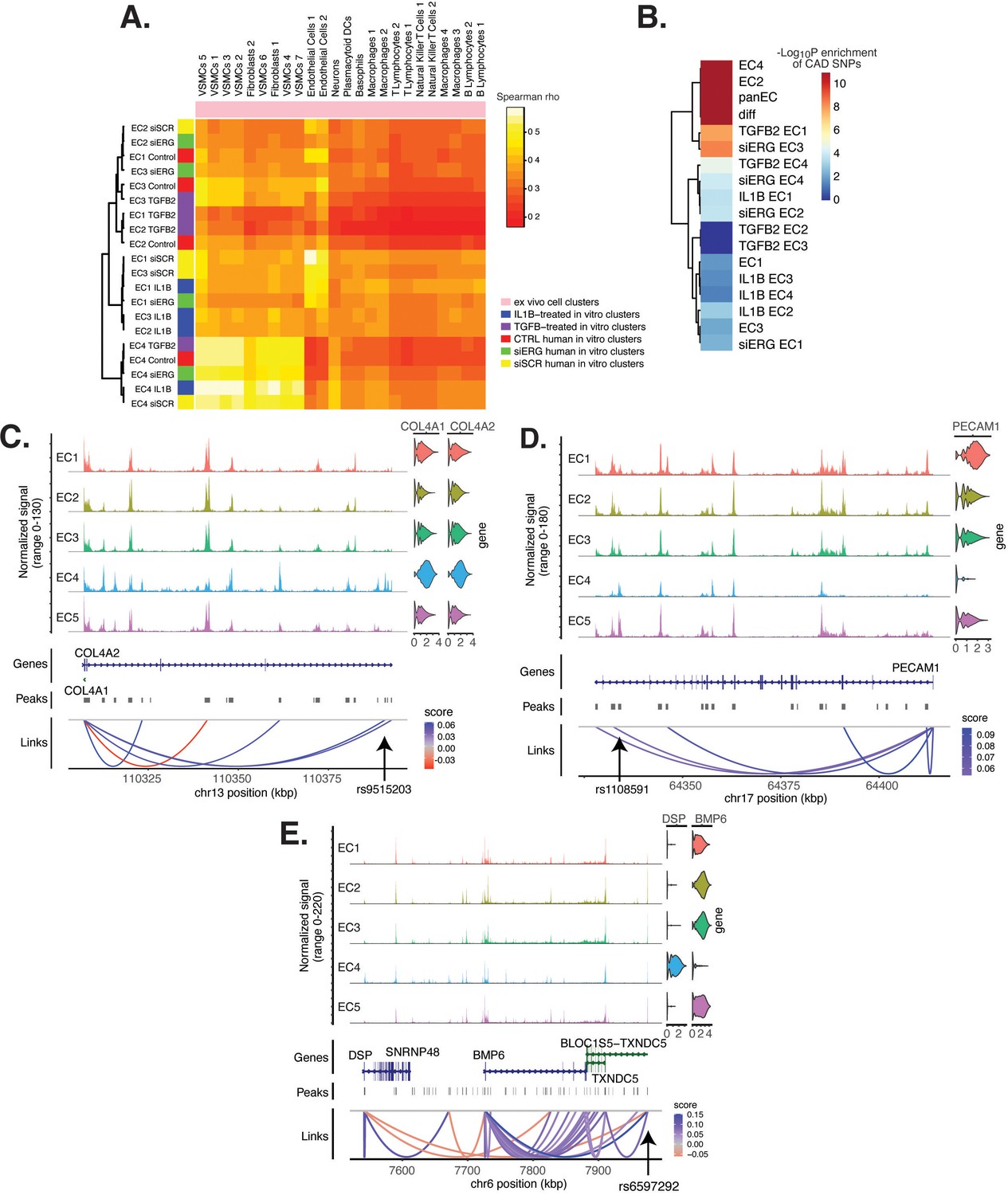 Single-cell ‘omic profiles of human aortic endothelial cells in vitro ...