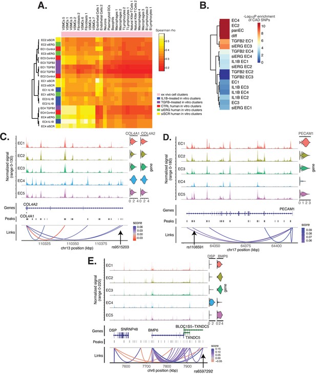 Single-cell ‘omic profiles of human aortic endothelial cells in vitro ...